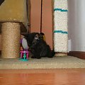 Koty do adopcji #adopcja #adopcje #Gliwice #kocięta #kot #kotki #koty #pomoc #przygarnę #schronisko #zaadoptuję #zwierzęta