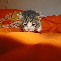 Koty do adopcji #adopcja #adopcje #Gliwice #kocięta #kot #kotki #koty #pomoc #przygarnę #schronisko #zaadoptuję #zwierzęta