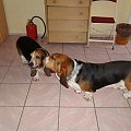 Lipiny 2011