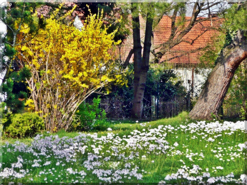 Zauroczona swieza zielenia,,
i niesamowita gama kolorow kwiatow.,
Po niebie blekitnym RA podrozuje,
i co dzien zsyla cieplejsze promienie.
Ziemia w cudownych kwiecia barwach tonie,
ptaszeta od switu do nocy spiewaja.
I ja sie na skrzydlach wiosny unosz...