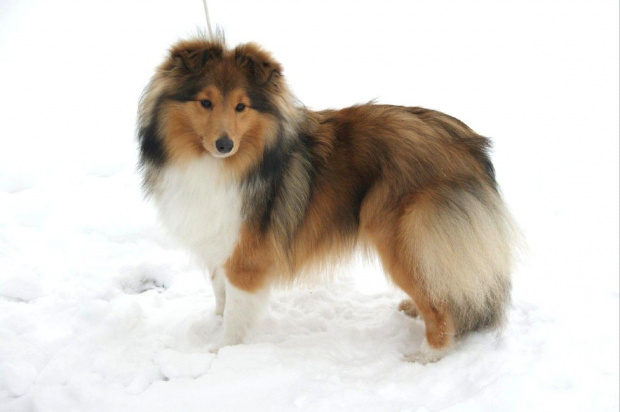 AUDREY Amber Sun FCI,
owczarek szetlandzki, sheltie #AUDREYAmberSunFCI