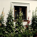 Żarnowiec-z parku Marii Konopnickiej
http://www.muzeumzarnowiec.pl/ #kwiaty #malwy #ogród