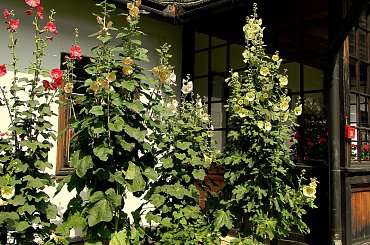 Żarnowiec-z parku Marii Konopnickiej
http://www.muzeumzarnowiec.pl/ #kwiaty #malwy #ogród