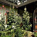 Żarnowiec-z parku Marii Konopnickiej
http://www.muzeumzarnowiec.pl/ #kwiaty #malwy #ogród