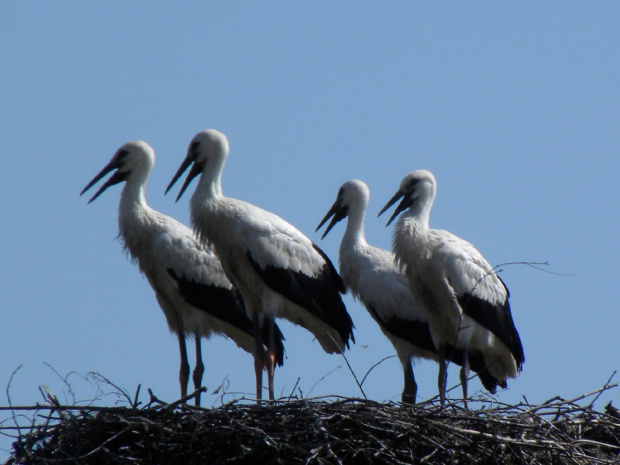 Podlasie 2011