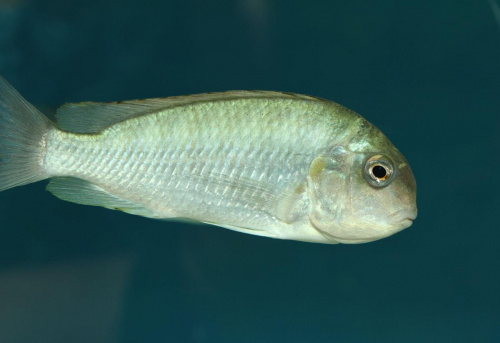 Pseudosimochromis curvivrons Zambia j.Tanganika