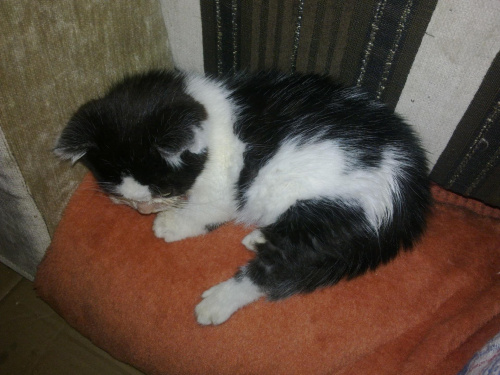 Lulek