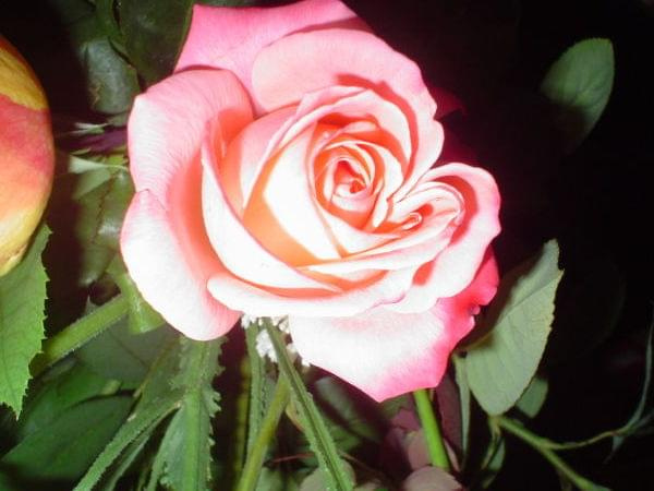 #roza #kolor #natura