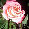 #roza #kolor #natura