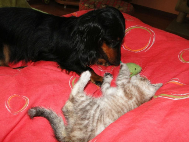 Koty do adopcji #adopcja #adopcje #Gliwice #kocięta #kot #kotki #koty #pomoc #przygarnę #schronisko #zaadoptuję #zwierzęta