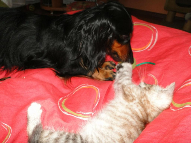Koty do adopcji #adopcja #adopcje #Gliwice #kocięta #kot #kotki #koty #pomoc #przygarnę #schronisko #zaadoptuję #zwierzęta