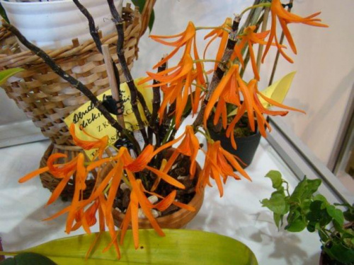 Dendrobium dickasonii1
