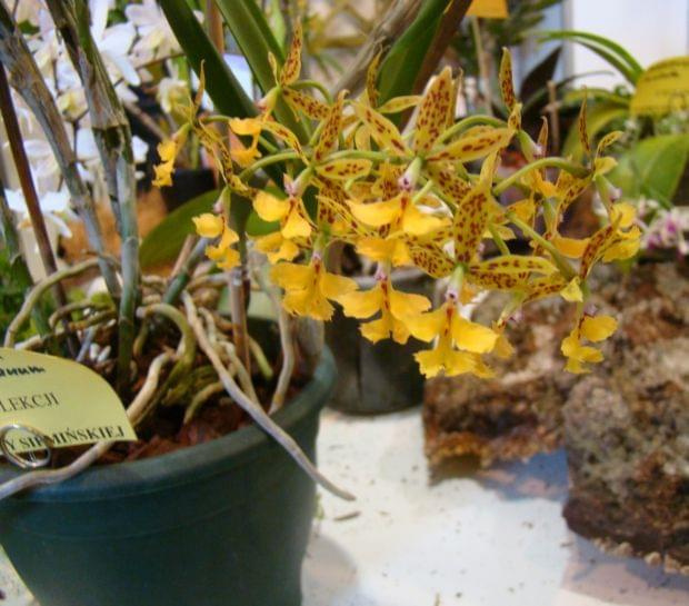 epidendrum stamfordianum