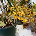 epidendrum stamfordianum