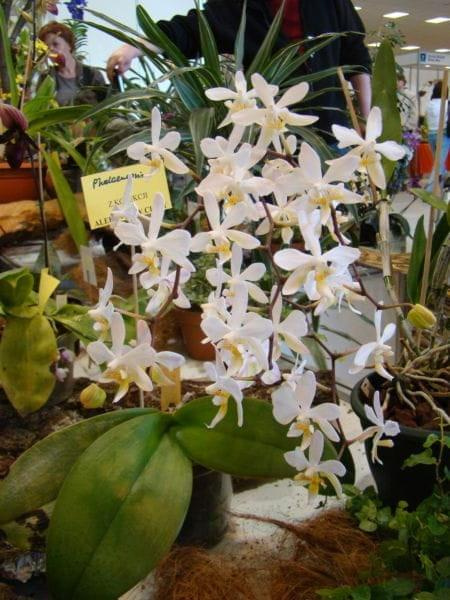 Phalaenopsis hybr.