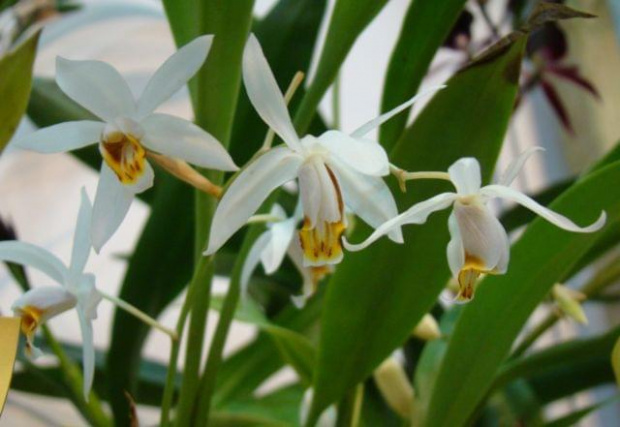 Coelogyne nitida