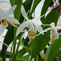 Coelogyne nitida