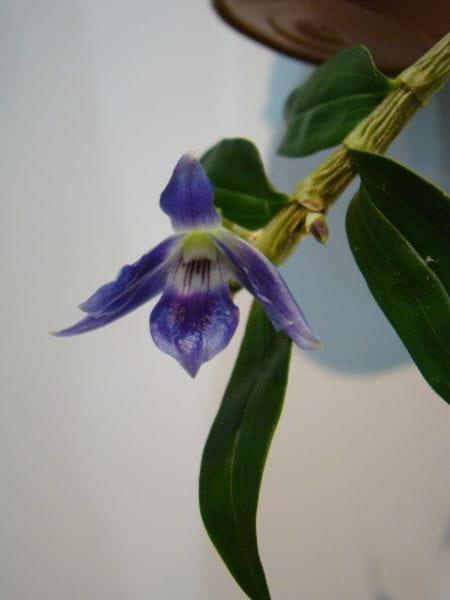 dendrobium victoria-reginae