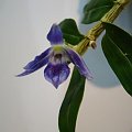 dendrobium victoria-reginae