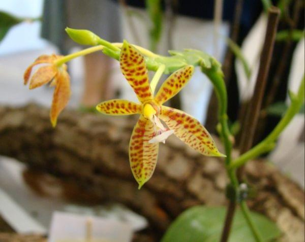 Phalaenopsis cornu cervi