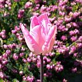 tulipan różowy