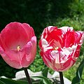tulipany różowy i pasiasty