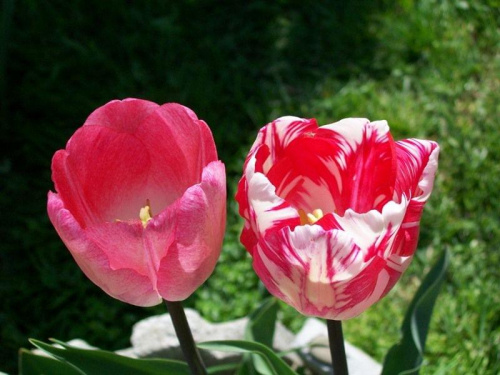 tulipany różowy i pasiasty