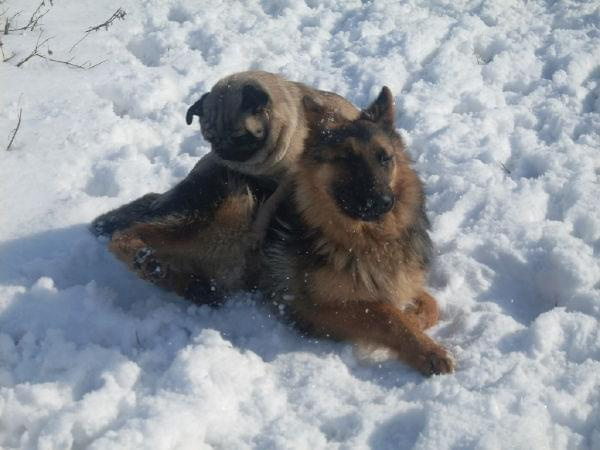 #mops #pies #OwczarekNiemiecki #zima