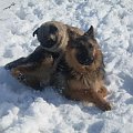 #mops #pies #OwczarekNiemiecki #zima