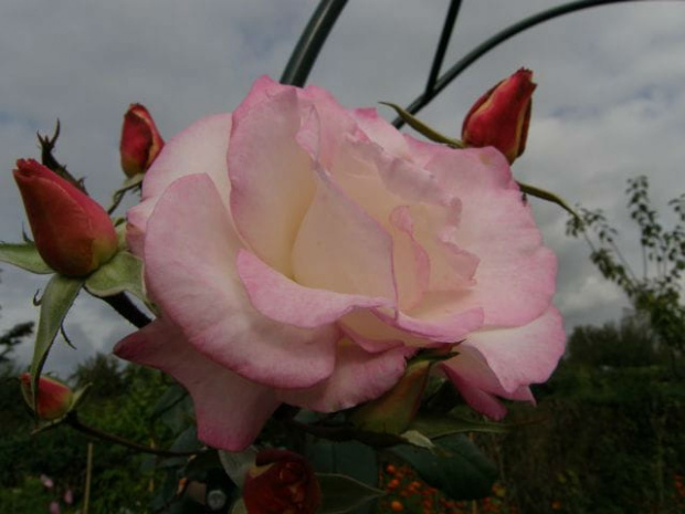 Haendel #róże