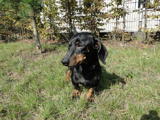 Koty do adopcji #adopcja #adopcje #Gliwice #kocięta #kot #kotki #koty #pomoc #przygarnę #schronisko #zaadoptuję #zwierzęta