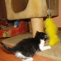 Koty do adopcji #adopcja #adopcje #Gliwice #kocięta #kot #kotki #koty #pomoc #przygarnę #schronisko #zaadoptuję #zwierzęta