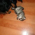 Koty do adopcji #adopcja #adopcje #Gliwice #kocięta #kot #kotki #koty #pomoc #przygarnę #schronisko #zaadoptuję #zwierzęta