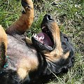 Koty do adopcji #adopcja #adopcje #Gliwice #kocięta #kot #kotki #koty #pomoc #przygarnę #schronisko #zaadoptuję #zwierzęta