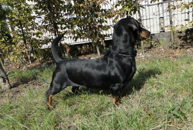 Koty do adopcji #adopcja #adopcje #Gliwice #kocięta #kot #kotki #koty #pomoc #przygarnę #schronisko #zaadoptuję #zwierzęta