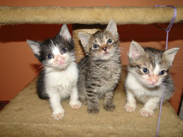 Koty do adopcji #adopcja #adopcje #Gliwice #kocięta #kot #kotki #koty #pomoc #przygarnę #schronisko #zaadoptuję #zwierzęta
