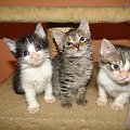 Koty do adopcji #adopcja #adopcje #Gliwice #kocięta #kot #kotki #koty #pomoc #przygarnę #schronisko #zaadoptuję #zwierzęta