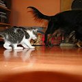 Koty do adopcji #adopcja #adopcje #Gliwice #kocięta #kot #kotki #koty #pomoc #przygarnę #schronisko #zaadoptuję #zwierzęta
