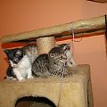 Koty do adopcji #adopcja #adopcje #Gliwice #kocięta #kot #kotki #koty #pomoc #przygarnę #schronisko #zaadoptuję #zwierzęta