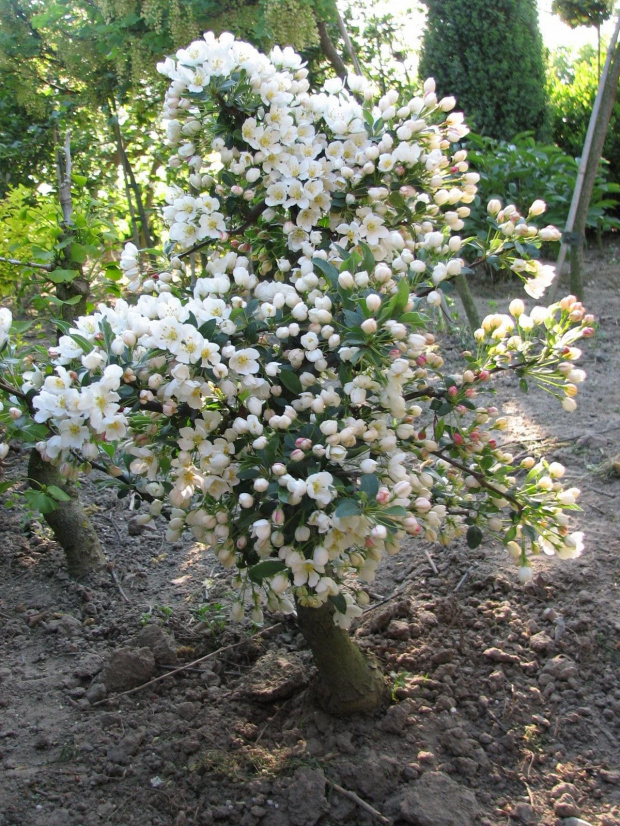 Malus Tina