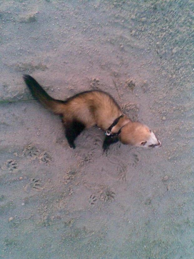 Gabi na plaży