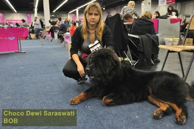 Choco Dewi Saraswati -Best Junior, Best Male, BOB - Dortmund 2011 #MastifTybetanski #MastifTybetański #psy #szczeniaki #SzczeniakiMastifaTybetańskiego #zwierzęta