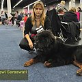 Choco Dewi Saraswati -Best Junior, Best Male, BOB - Dortmund 2011 #MastifTybetanski #MastifTybetański #psy #szczeniaki #SzczeniakiMastifaTybetańskiego #zwierzęta