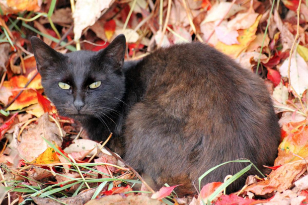 #fauna #jesień #kot #zwiezęta