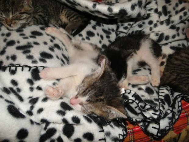 Koty do adopcji #adopcja #adopcje #Gliwice #kocięta #kot #kotki #koty #pomoc #przygarnę #schronisko #zaadoptuję #zwierzęta
