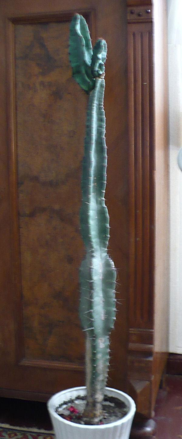 cereus #kaktusy #sukulenty
