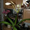 crinum