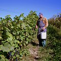winnica dolina sanu, www.winnica-dolinasanu.pl zbiory 2011, zbiór winogron #WinnicaDolinaSanu #ZbiórWinogron