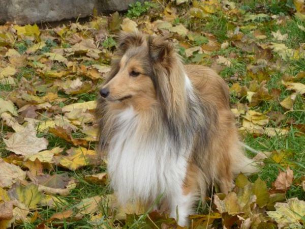 Lexus (1 rok) #SheltieOwczarekSzetlandzki