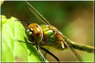 to są dopiero wielkie oczy #ważka #makro #owad #oczy